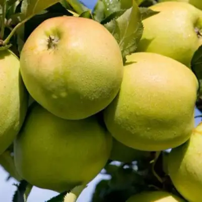 Яблоня МУТСУ в Гродно