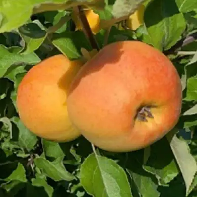 Яблоня АНТОНОВКА ЗОЛОТАЯ в Гродно