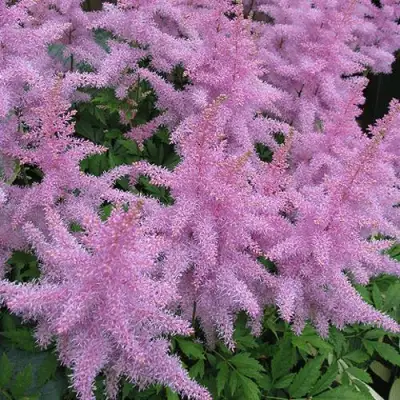 Астильба ГИАЦИНТ Арендса в Гродно