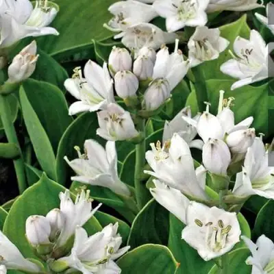 Хоста МОНСТЕР ИРЗ гибридная в Гродно