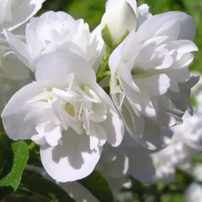 Жасмин ЖИРАНДОЛЬ в Гродно