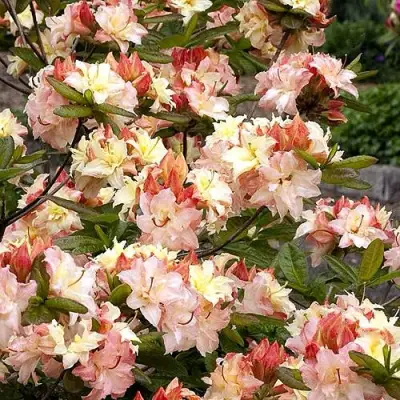 Азалия КЭННОНС ДАБЛ листопадная в Гродно