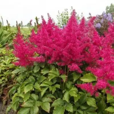 Астильба САННИ ДЕЙ гибридная в Гродно