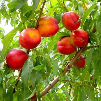 Нектарин ХАРБЛЕЙЗ в Гродно