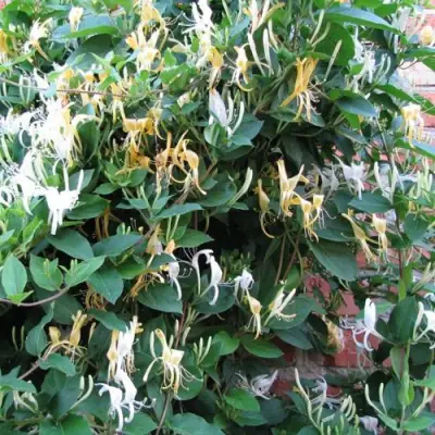 Жимолость ХАЛЛИАНА японская (Хелиана) в Гродно