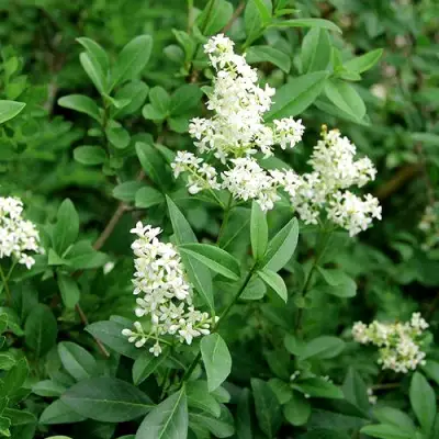 Бирючина обыкновенная АТРОВИРЕНС в Гродно