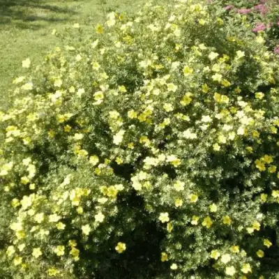 Лапчатка КЛОНДАЙК кустарниковая в Гродно