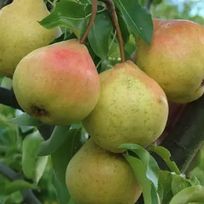 Груша ПАМЯТЬ ЯКОВЛЕВА в Гродно