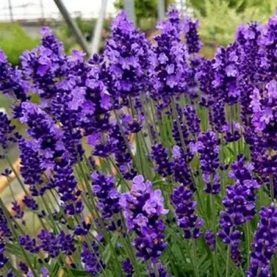 Лаванда ХИДКОТ БЛЮ узколистная в Гродно