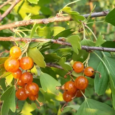 Смородина золотистая ЛЯЙСАН в Гродно