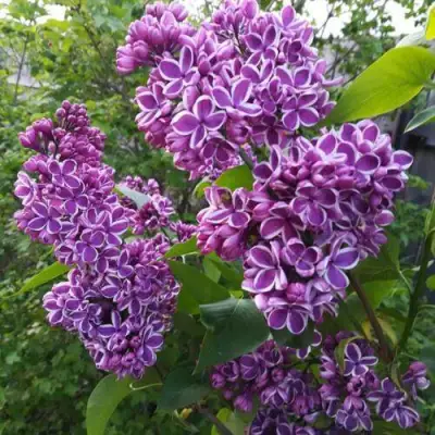 Сирень СЕНСАЦИЯ в Гродно