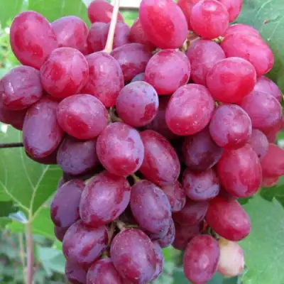 Виноград КИШМИШ ВЕЛЕС в Гродно