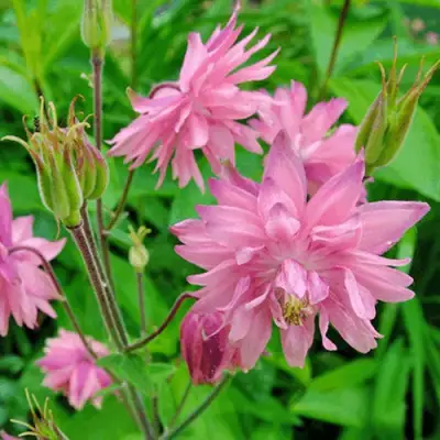 Аквилегия БАРЛОУ ПИНК гибрид МакКаны в Гродно