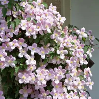 Клематис ГОРНЫЙ в Гродно