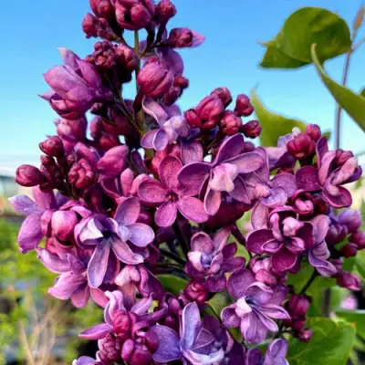 Сирень ВИОЛЕТТА в Гродно