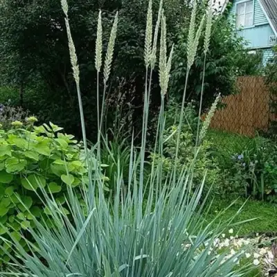 Элимус БЛЮ ДЮН песчаный в Гродно