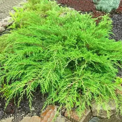 Микробиота ЯКОБСЕН перекрестнопарная в Гродно