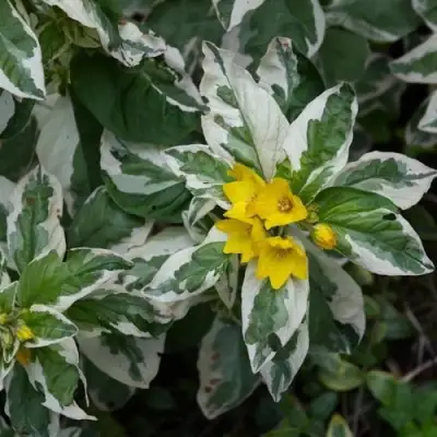 Вербейник АЛЕКСАНДР точечный в Гродно