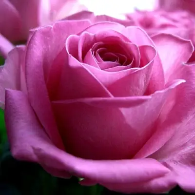 Роза ЭЙФЕЛЕВА БАШНЯ чайно-гибридная в Гродно