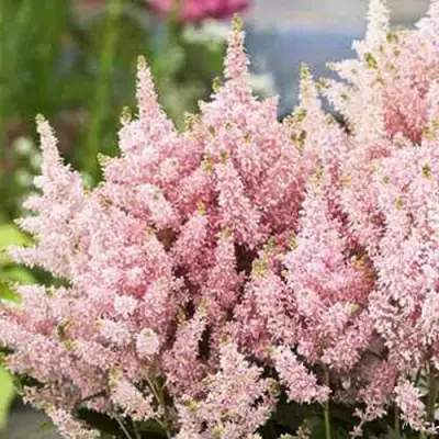 Астильба ЮНИК САЛМОН гибридная в Гродно