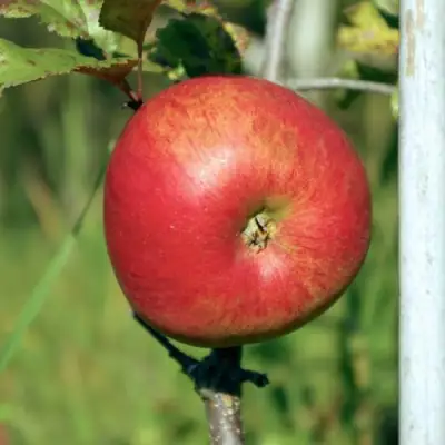 Яблоня ДЫЯМЕНТ в Гродно