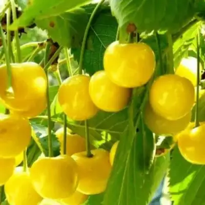 Черешня ПОДСНЕЖНИК в Гродно