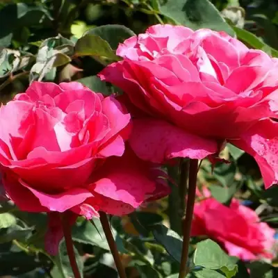 Роза ВИЕН РОУЗ чайно-гибридная в Гродно