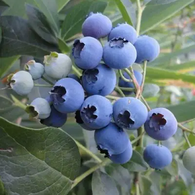 Голубика ЛЕГАЦИЯ в Гродно