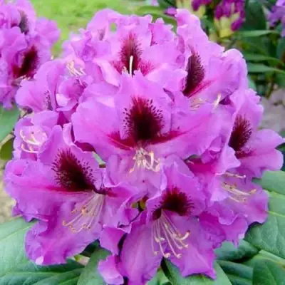 Рододендрон РАСПУТИН в Гродно