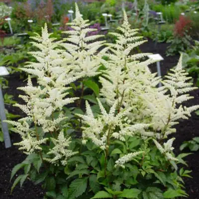 Астильба БРАУТШЛЕЙЕР Арендса в Гродно