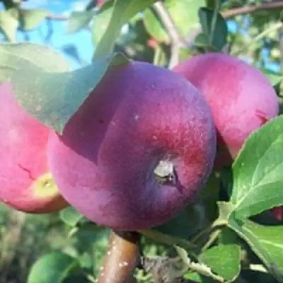 Яблоня СЕРЕБРЯНОЕ КОПЫТЦЕ в Гродно