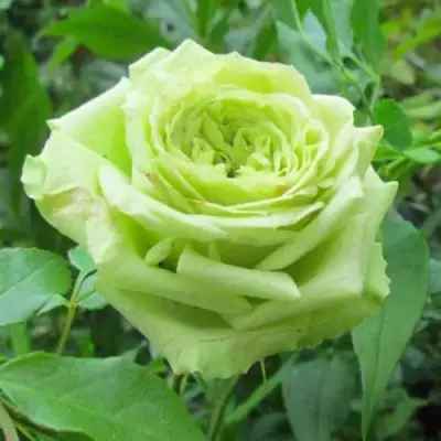 Роза СУПЕР ГРИН чайно-гибридная в Гродно
