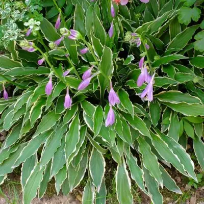 Хоста СТИЛЕТТО гибридная в Гродно