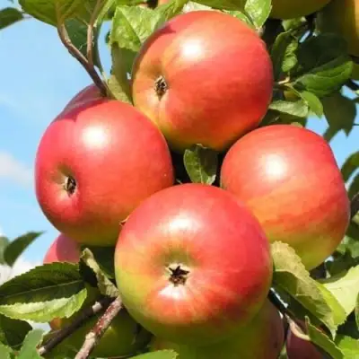 Яблоня ФРИДОМ в Гродно