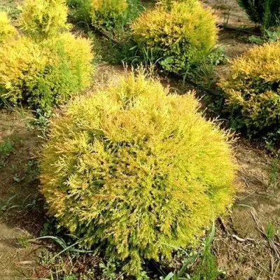 Туя ГЛОБОЗА АУРЕА западная в Гродно