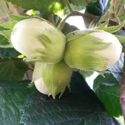 Фундук ЮННАТ в Гродно