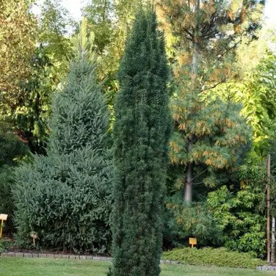 Тис ВОЙТЕК средний  в Гродно