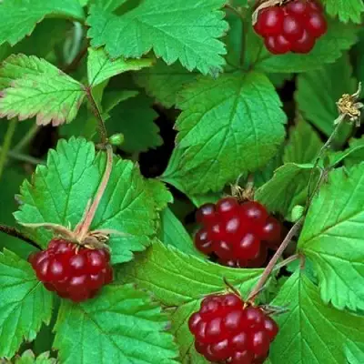 Княженика АУРА в Гродно