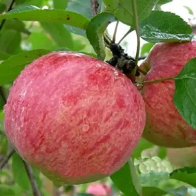 Яблоня ШТРИФЕЛЬ в Гродно