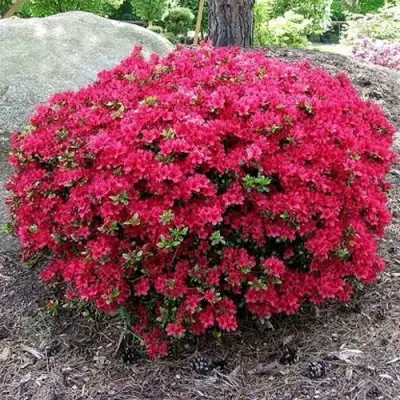 Азалия КАНЗОНЕТТА японская в Гродно