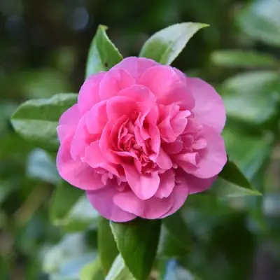 Камелия ДЕББИ в Гродно