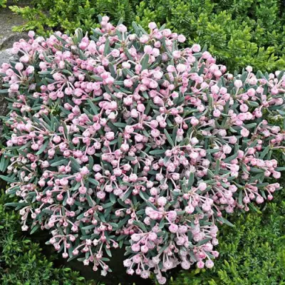 Андромеда БЛЮ АЙС многолистная   в Гродно