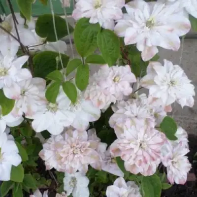 Клематис ИННОСЕНТ БЛАШ в Гродно