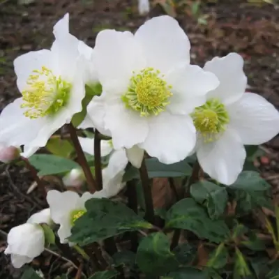 Морозник ЧЕРНЫЙ в Гродно