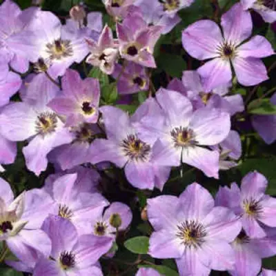 Клематис МОНИНГ СКАЙ в Гродно