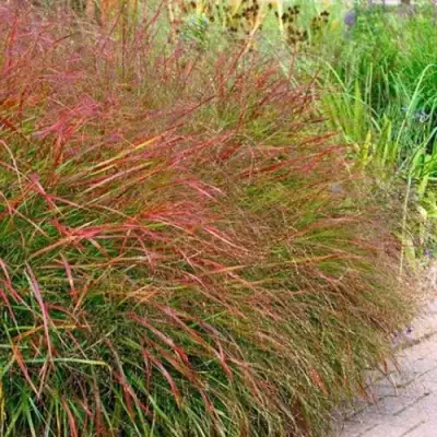 Просо ШЕНАНДО прутьевидное в Гродно