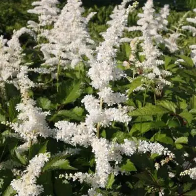 Астильба ДОЙЧЛАНД японская в Гродно