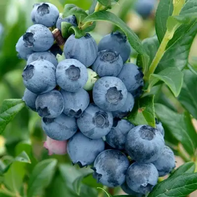 Голубика ХАРДИБЛЮ в Гродно