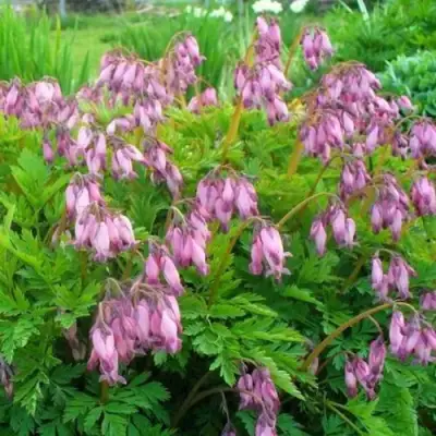 Дицентра изящная в Гродно