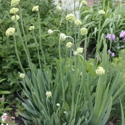 Лук слизун в Гродно